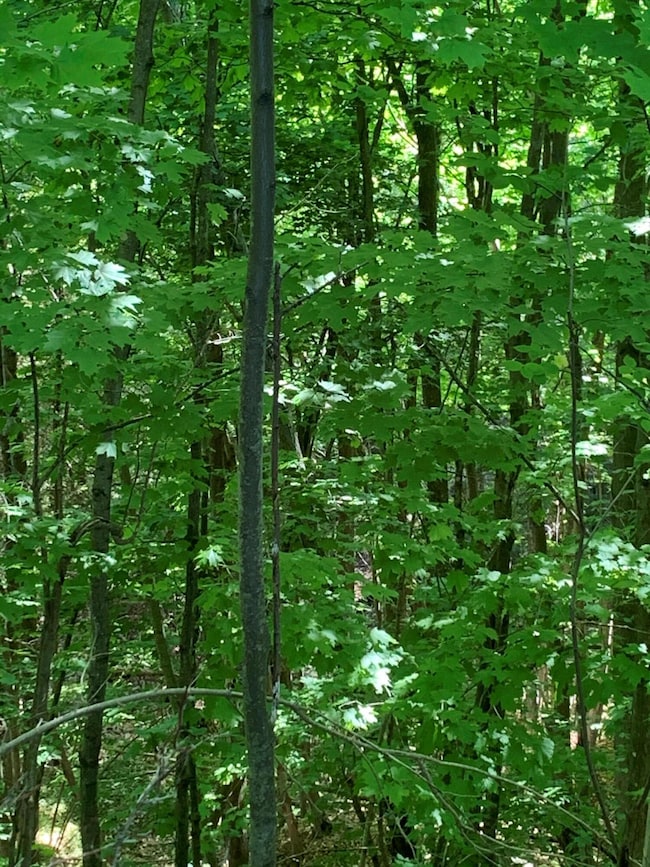 0 W Epoufette Bay Rd unit 7.6 Acres 201816422, Epoufette, MI 49762 - photo 7