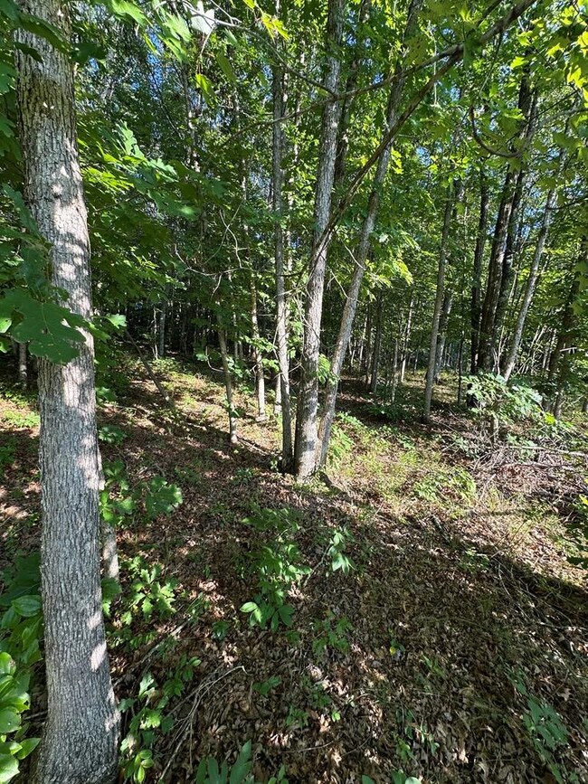 unlisted-address, Wilder, TN 38589 - photo 4