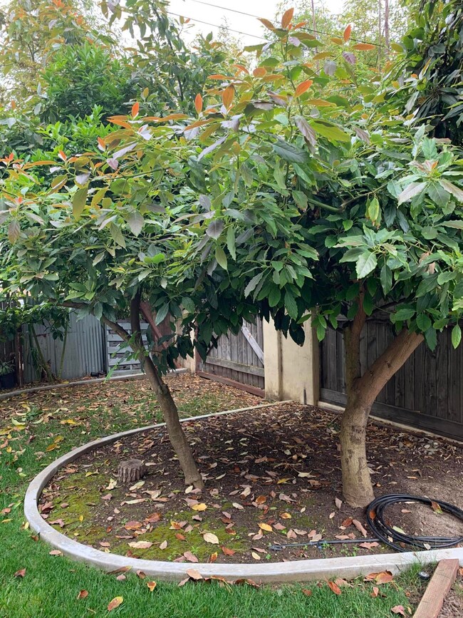 Yard