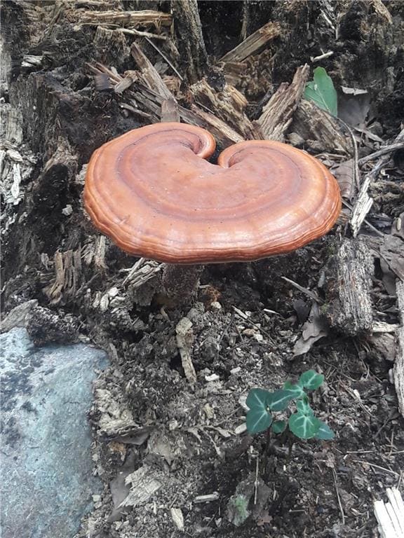 0 Mulberry Cir unit 7660881, Jasper, GA 30143 - photo 5