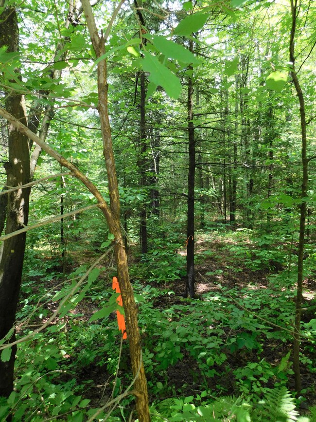 00 Oliver Hill Rd, Dover-Foxcroft, ME 04426 - photo 5