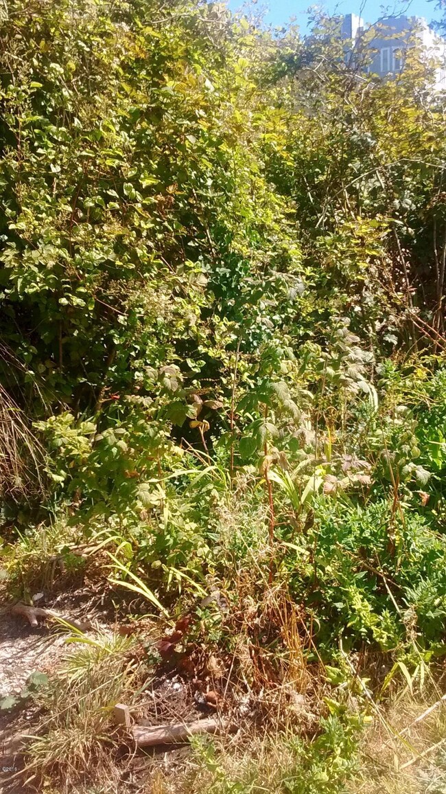 backyard 2
