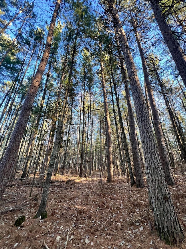 TBD County Road 427, Blackberry Township, MN 55744 - photo 4