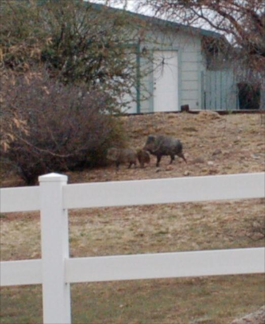 Javelina Heaven
