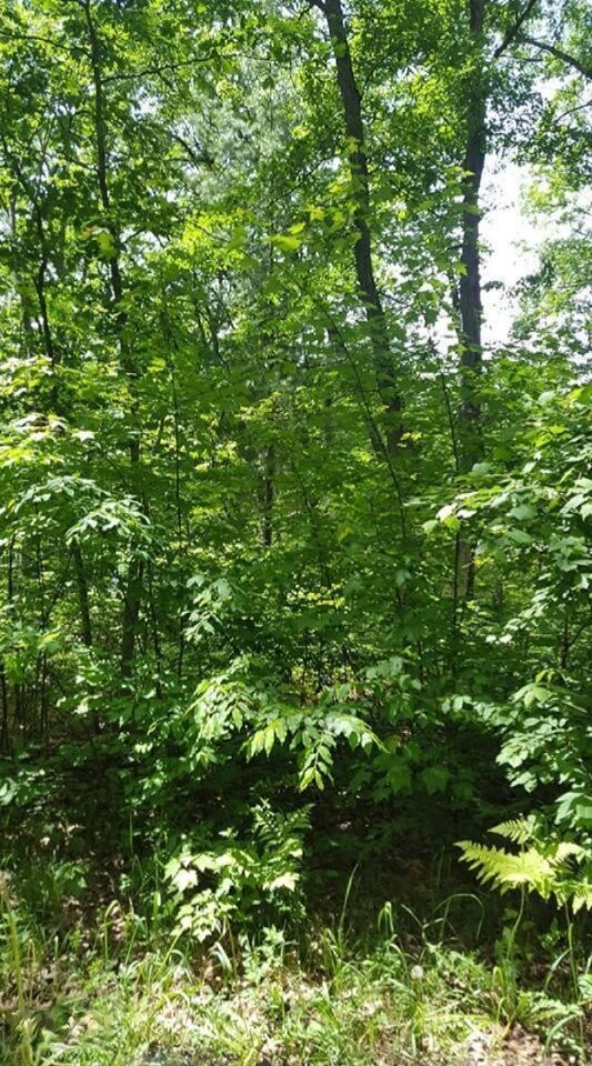 0 7th Ave, Merrill Township, MI 49309 - photo 3