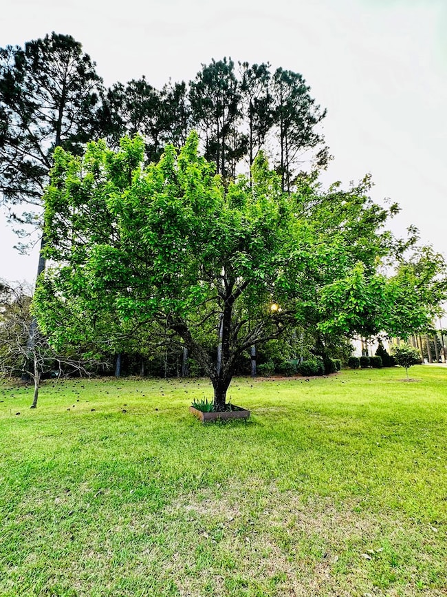 00 Berry Dr, Broxton, GA 31519 - photo 4