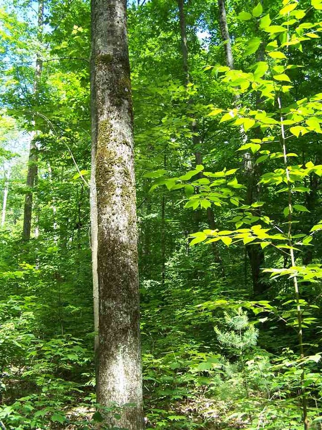 00 Borough Rd, Canterbury, NH 03224 - photo 6