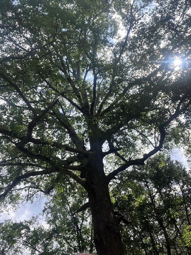 00 Jordan Chapel Rd, Oxford, MS 38655 - photo 4