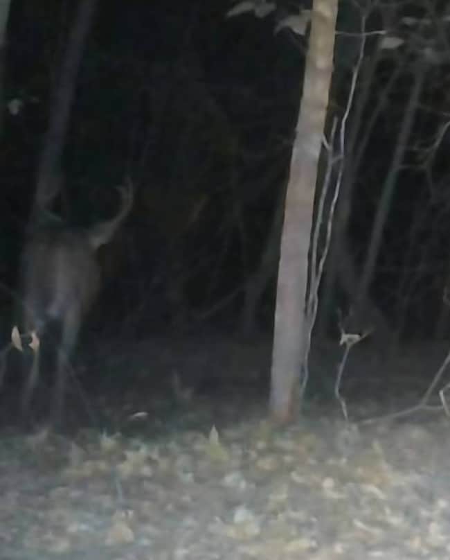 Buck deer