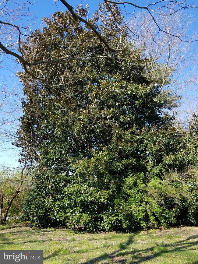 1211 Cedar St, Pocomoke City, MD 21851 - photo 6