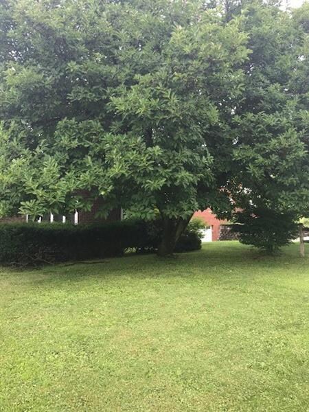 Front Yard View