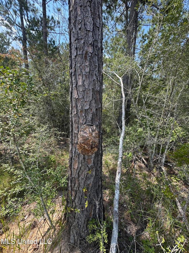 0 Doe Ridge Highland, Lucedale, MS 39452 - photo 3