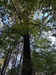 Tract 4 Mississippi 9w, Lafayette Springs, MS 38655 - photo 3