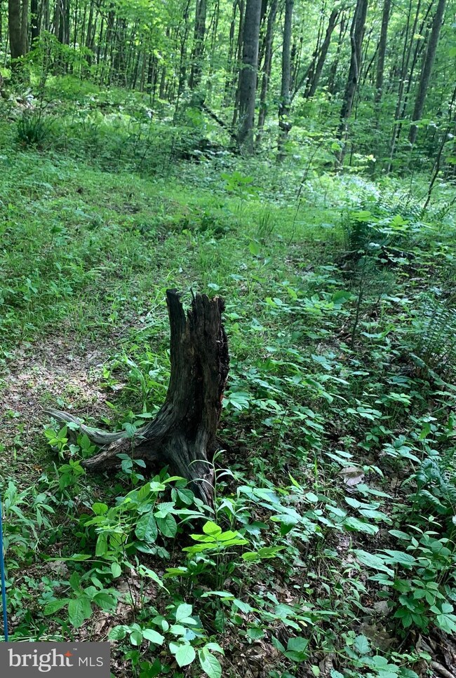 0 Gid Brown Hollow & Pointer Ridge Ln unit VARP107336, Washington, VA 22747 - photo 7