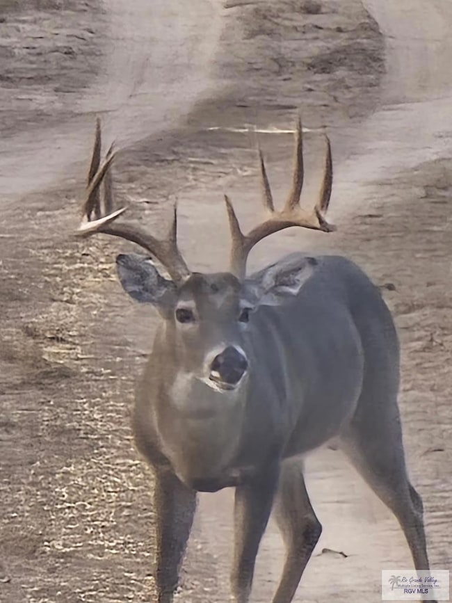 318 Haynes Rd, Zapata, TX 78706 - photo 6