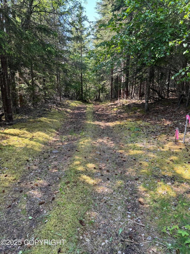Trail