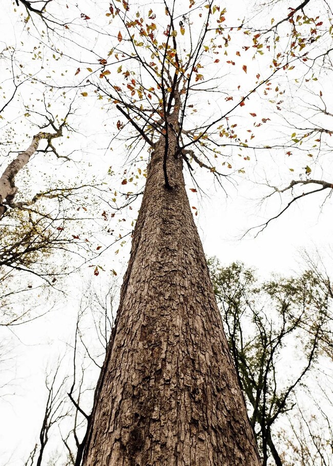 Black Jack Rd, Benton, MS 39039 - photo 6