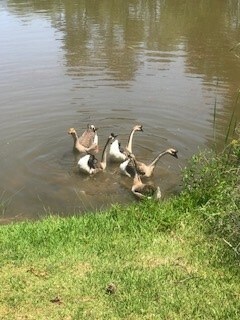 25 Brookfield Cir, Magnolia, TX 77355 - photo 6