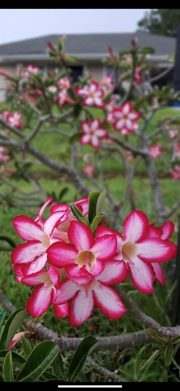 4642 SW Babylon St, Port Saint Lucie, FL 34953 - photo 6