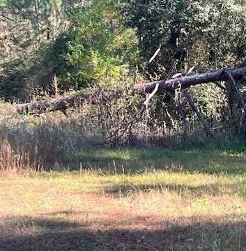 TBD Clark Rd, Plantersville, TX 77363 - photo 2