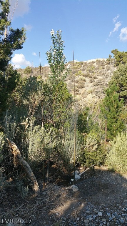 protected foliage in Cold Creek stream area - bott