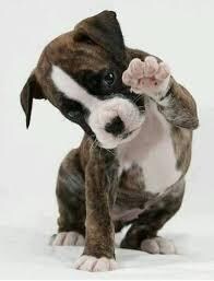 22363 Waterside Dr, Boca Raton, FL 33428 - photo 7