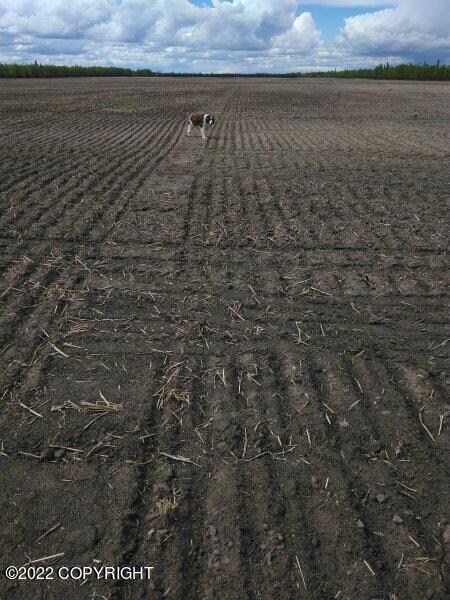 Planted field