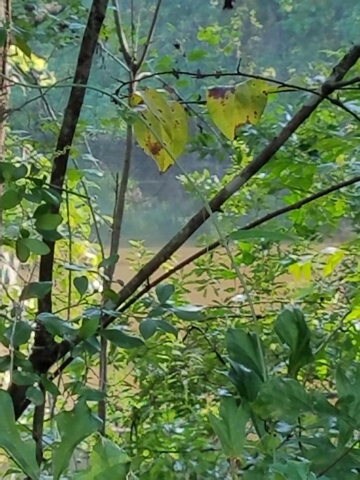 36 Clifton Seal Rd, Picayune, MS 39466 - photo 3