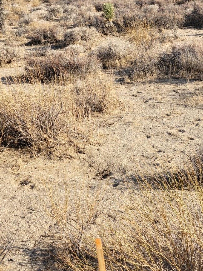 1 Mojave-Tropico Rd, Rosamond, CA 93560 - photo 6