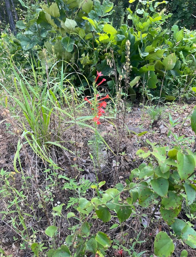 Tract 3 SE 1083 Road Ave, Red Oak, OK 74563 - photo 3