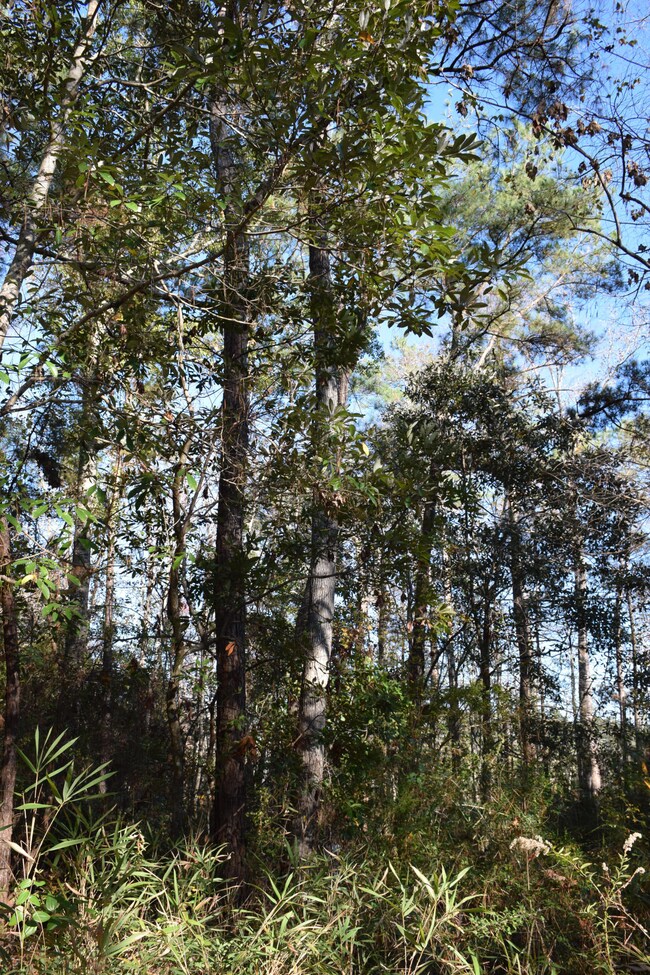 Wooded