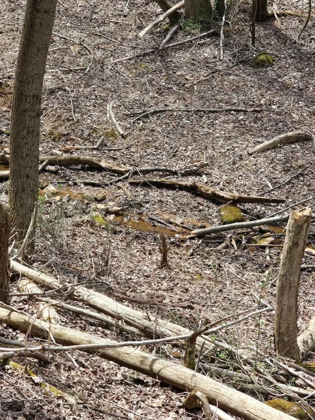 Stream