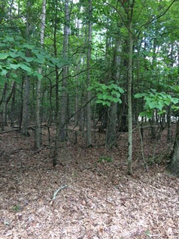 1402 Lake Dr unit 19, Daniels, WV 25832 - photo 5