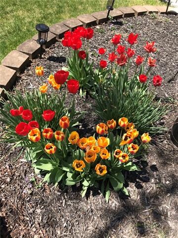 Tulips adorn the this front landscape bed in the s