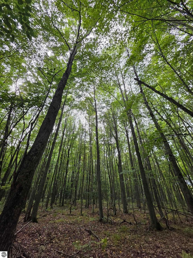 TBD S Chippewa Rd, Mount Pleasant, MI 48858 - photo 3