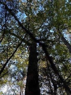 Tract 4 Mississippi 9w, Lafayette Springs, MS 38655 - photo 6