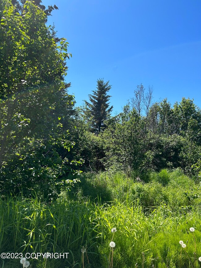 Mature trees for privacy