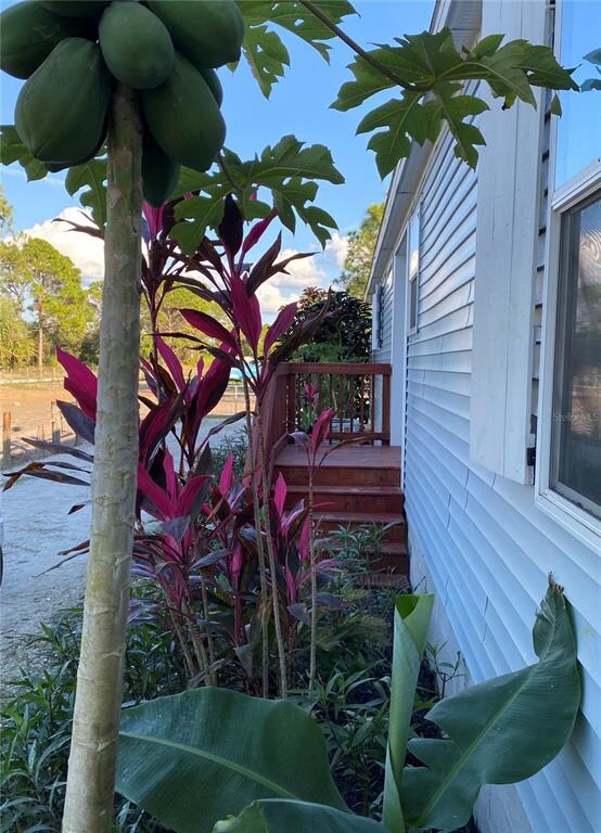 Papaya, Ti Plants, Elephant Ears