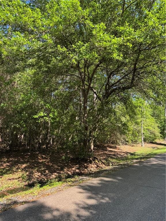 Live Oak at front of lot