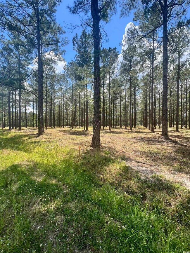 Lot 1 Ashley Cir, Conway, SC 29526 - photo 4