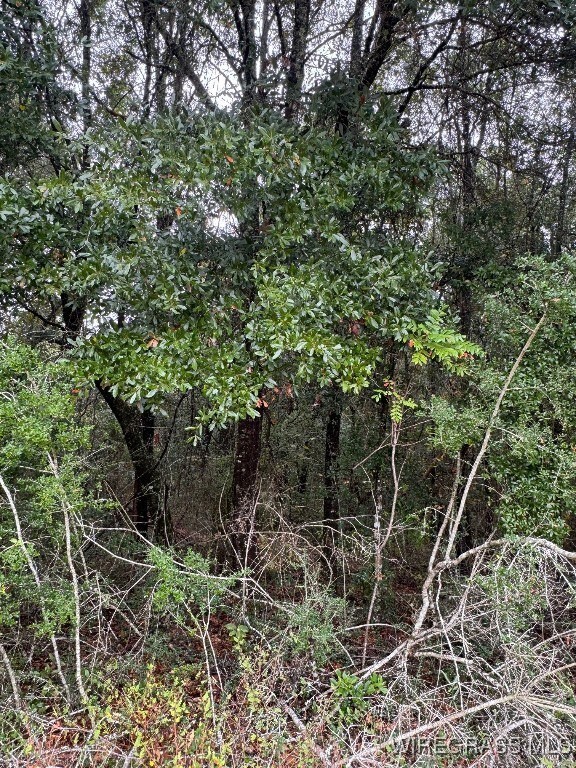 429 E Skyline Ave, Geneva, AL 36340 - photo 6