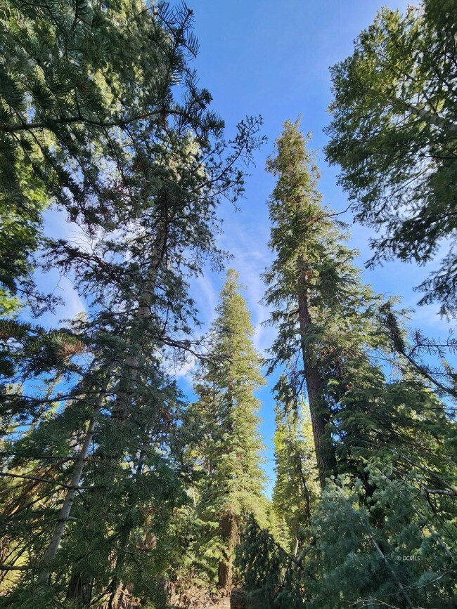 Towering trees