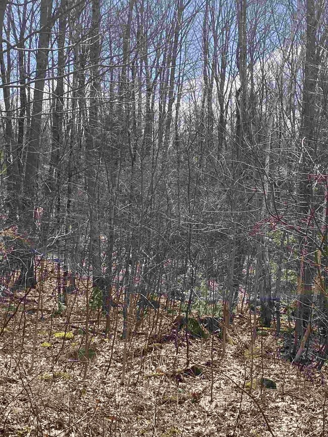 46 Fullam Pond Rd, Winchester, NH 03470 - photo 6