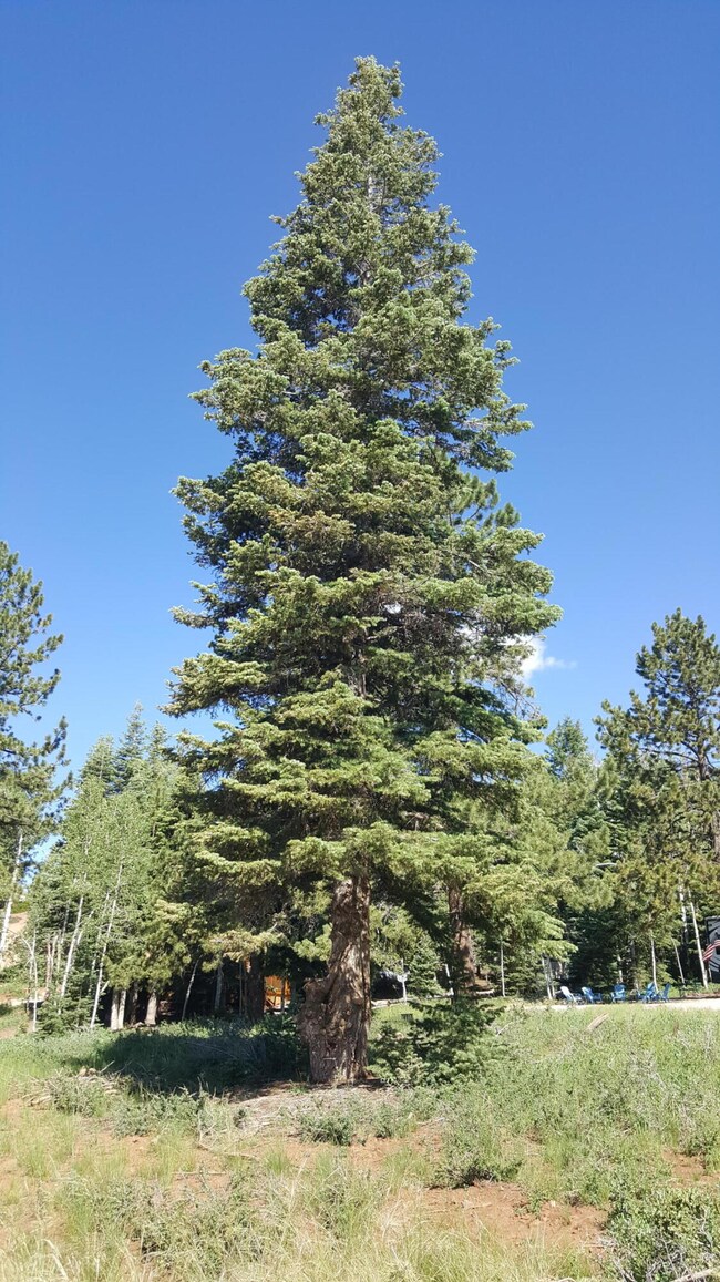 420 & 430 S Treetop Dr, Duck Creek, UT 84762 - photo 7