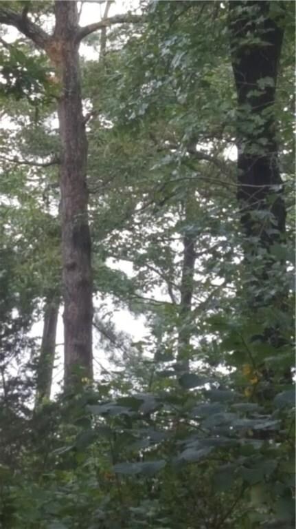 13 Deane Cir, Bella Vista, AR 72715 - photo 4