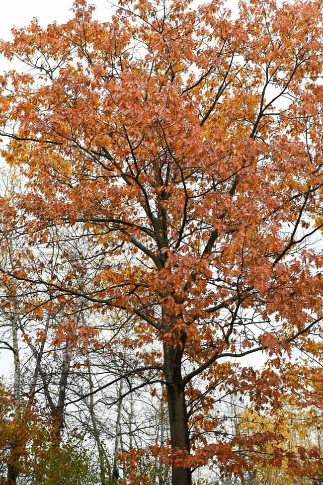 0.0 Stafford Rd, Plattsburgh, NY 12901 - photo 7