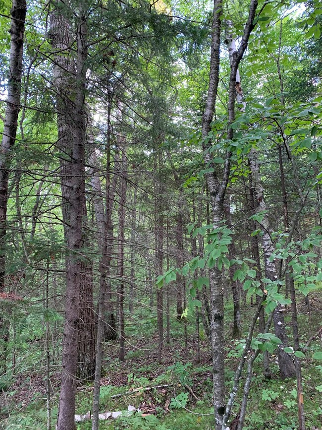 W16471 Old 14 Rd, Rice Lake, WI 54868 - photo 6