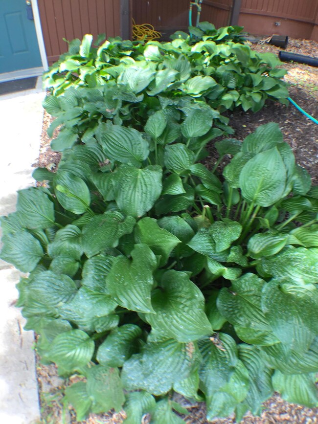 Plants