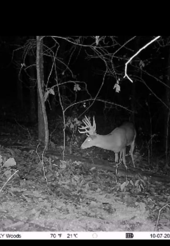 0 Todd Deer Lick Rd, Sharon Grove, KY 42256 - photo 2