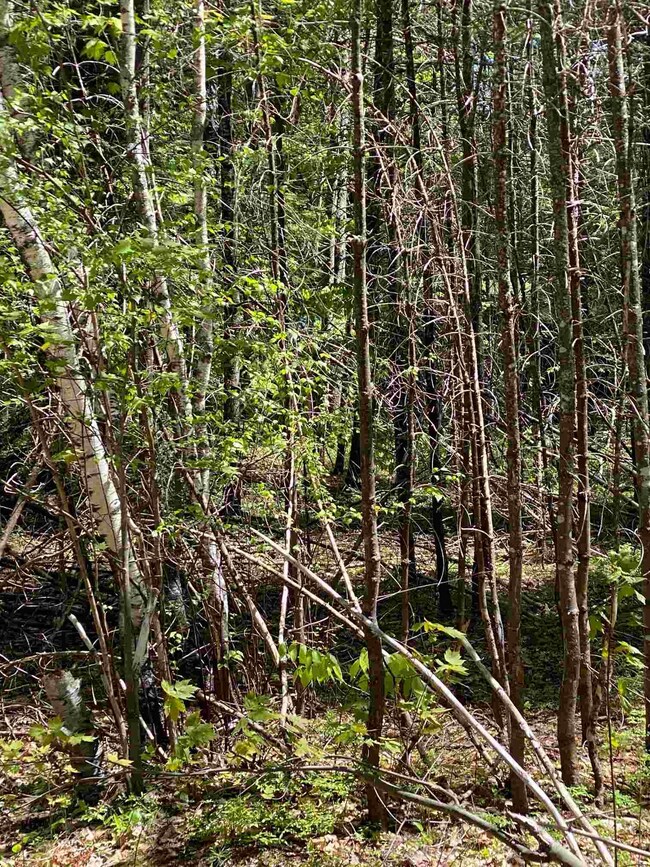 Lot 14 Chapel St, Conway, NH 03860 - photo 2